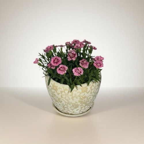 Özel Saksılı Karanfil